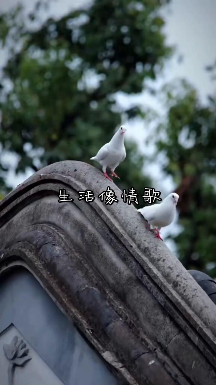 生活像情歌。