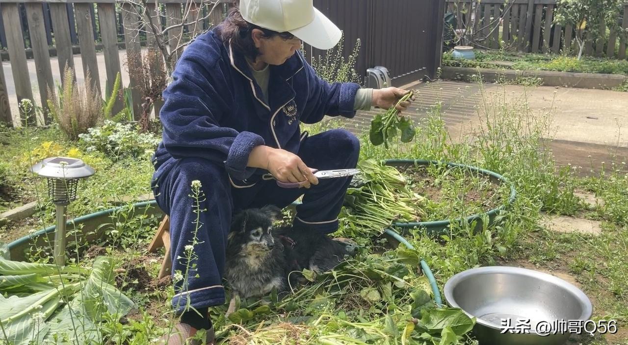 老婆在小院和阳台折腾4小时，汗流浃背却笑着说：这菜，比买的值！
今天又是大晴天，