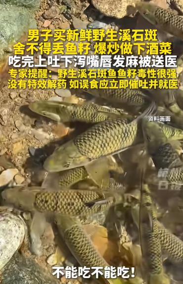 “悲剧还是发生了！”浙江，一男子买到野生溪石斑鱼，舍不得扔掉金黄饱满的鱼籽，大火