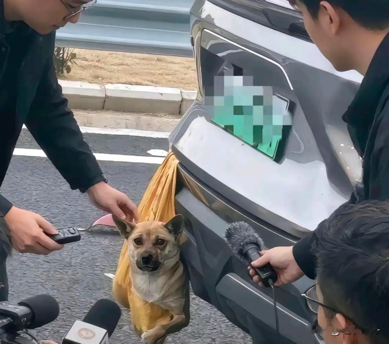 这只小狗真是太幸运了，五一回城的路上因为车里没空间就把它打包挂在车后面，谁知途中
