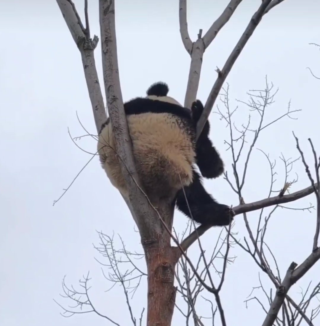 努力睡觉的小金豆，努力炫饭的小鳌拜。🐼 