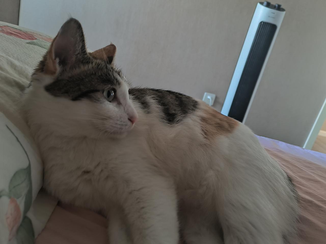 可爱的猫咪，比人还会享受
自从来到我家，每天趁我不在家就跑到我的床上，睡我的枕头