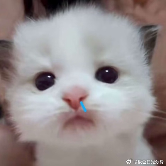 是猪儿还是咪儿？张极05后第一男歌手 ​​​
