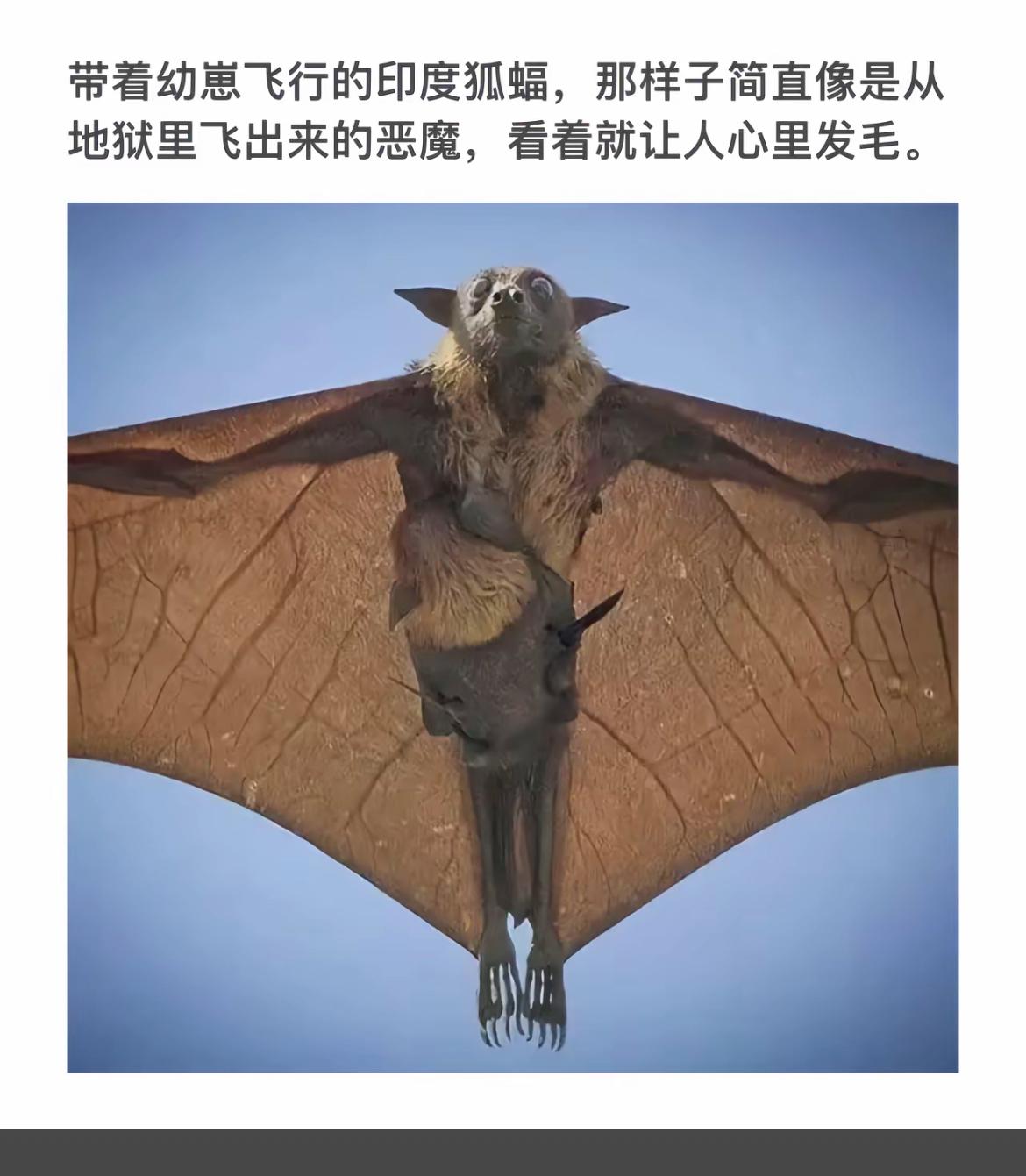 “恶魔蝙蝠”横空出世，令人毛骨悚然！😱🦇