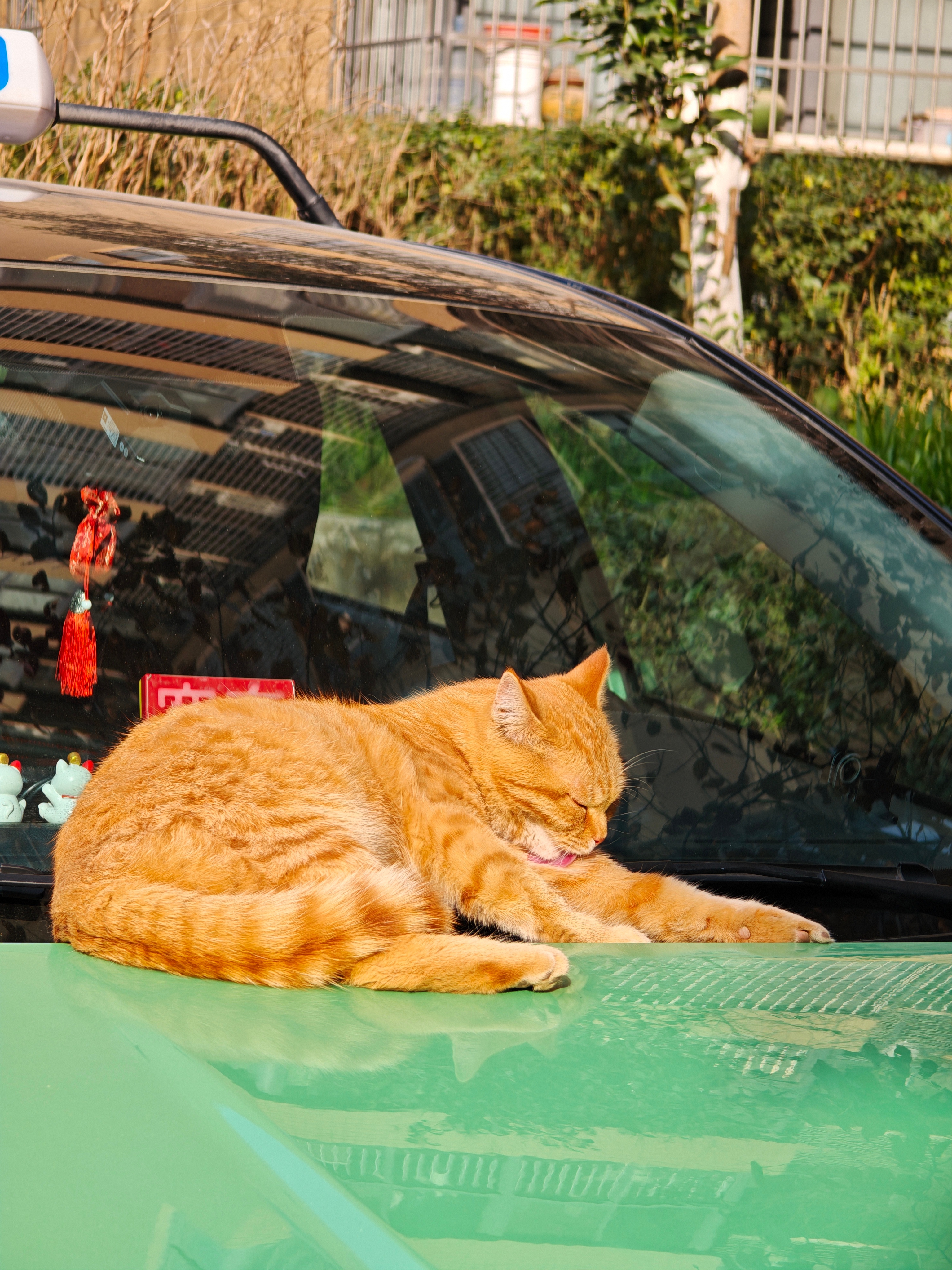 下午偶遇超绝慵懒小猫咪，大白天就在人车上舔毛晒太阳，看见我还给我翻肚皮～ 