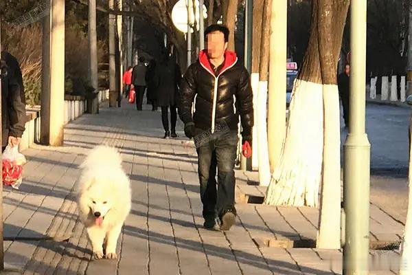 #金毛犬扑向孕妇致受惊吓流产##捕杀流浪狗# 遛狗不栓绳，恶狗伤人格杀勿论！[顶