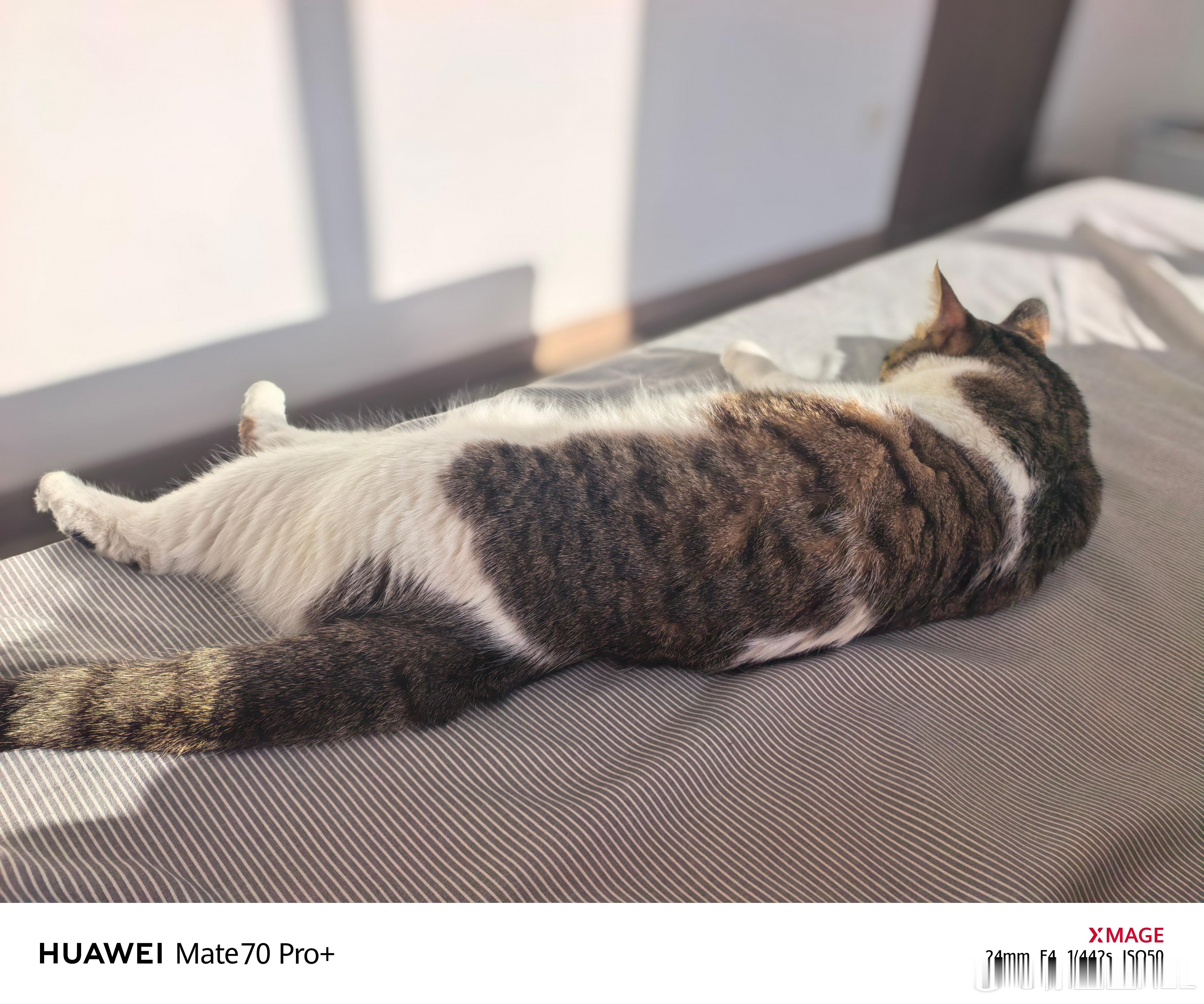 这只猫比较有意思。与其说我捡的他，不如说是他选择的我。最开始，是他小时候被邻居家