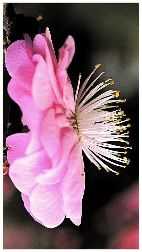 花蕊努放