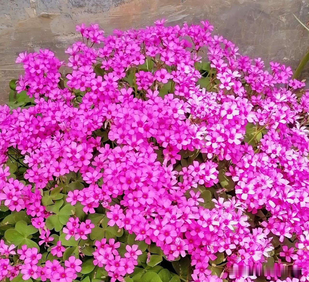 《一丛小花（李林4月27日摄于汉中城固）》