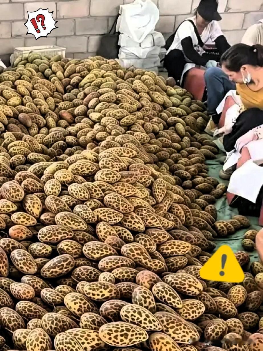 快看快看！
广西有位小伙逛郊外的仓库时，撞见的那堆“带纹果子”，着实把人好奇心勾
