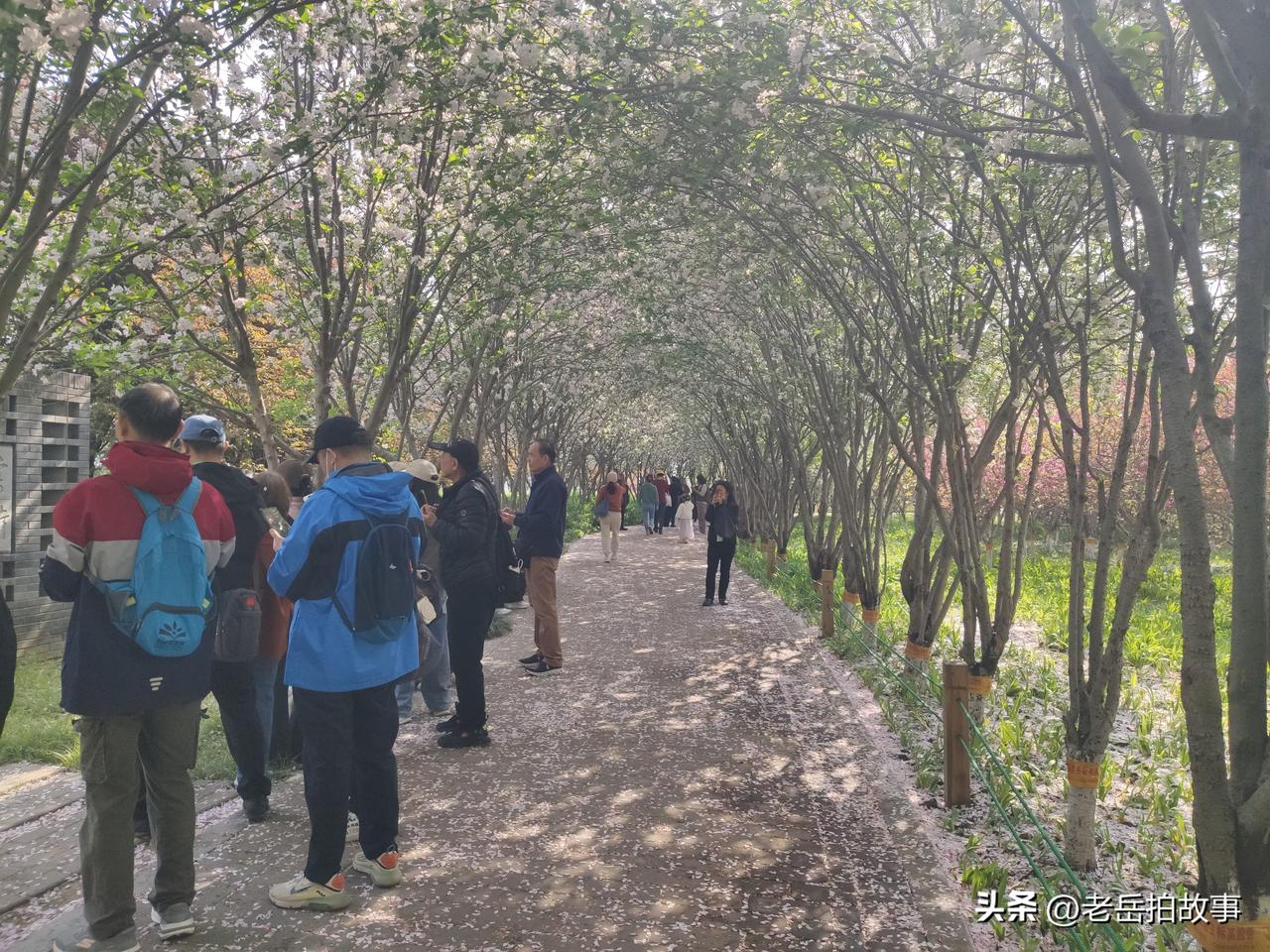 郑州西流湖公园里的海棠廊道成了网红打卡地，就连教视频拍摄课程的也把这里当做了学视