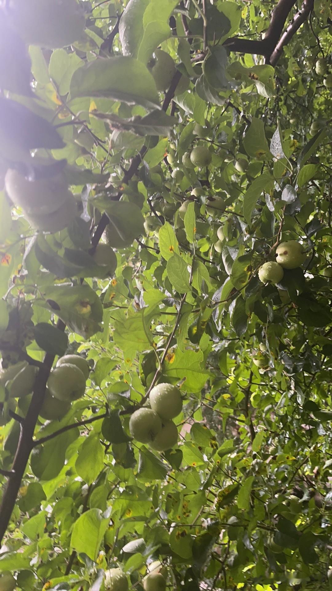 善良是留给懂感恩的人,您认可吗?善良是春天的花朵……