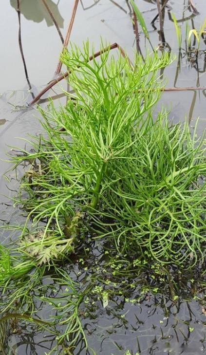 【#国家二级重点保护野生植物现身合肥#】10月9日，安徽农业大学生命科学学院田胜