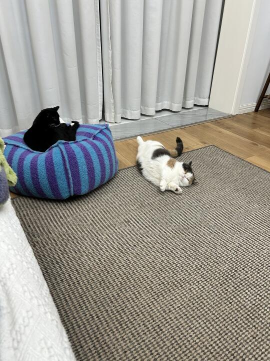 两个小可爱～～猫猫