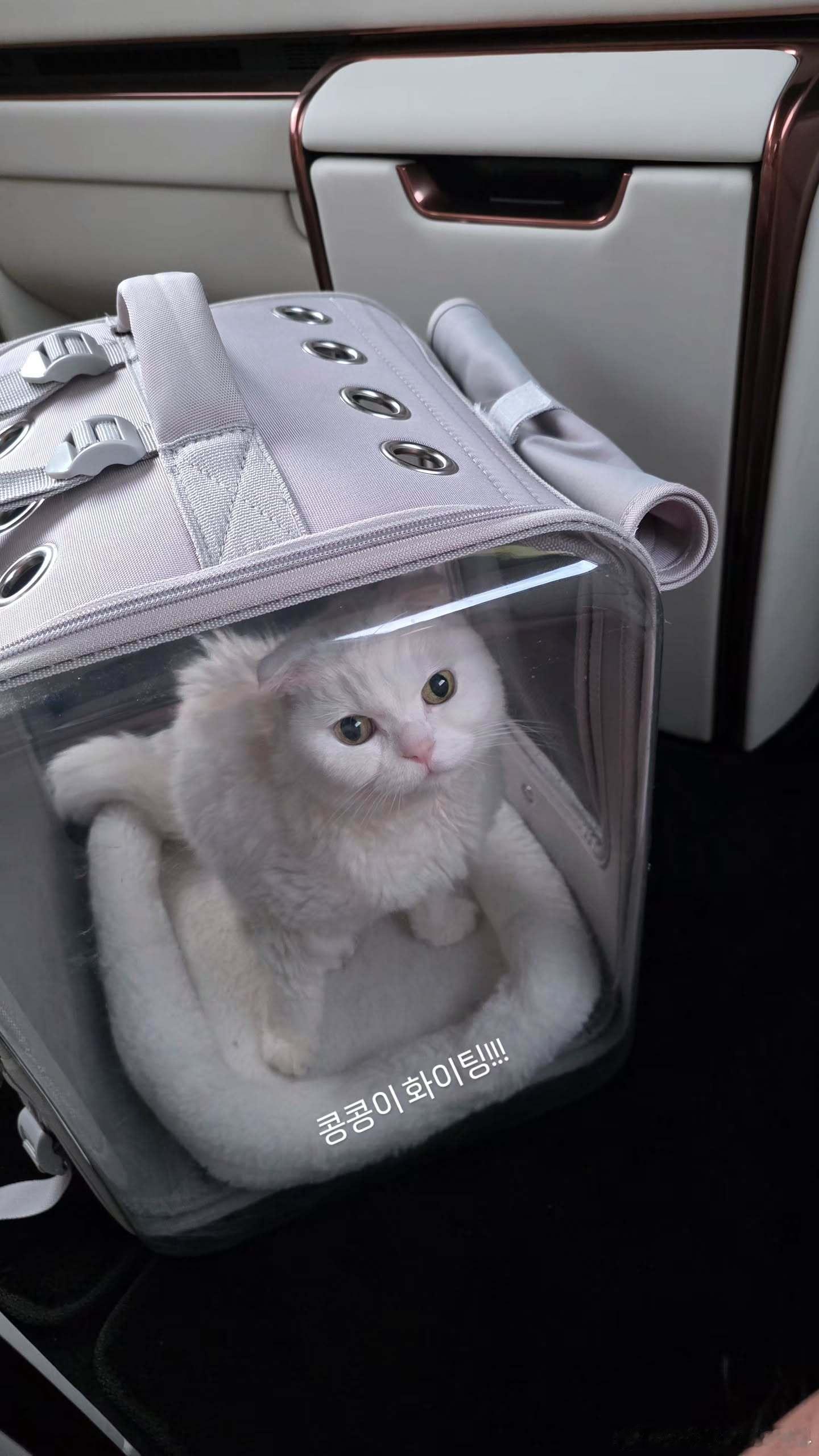 关注孔刘之后我的首页又多了一个无孩爱猫男🥸 