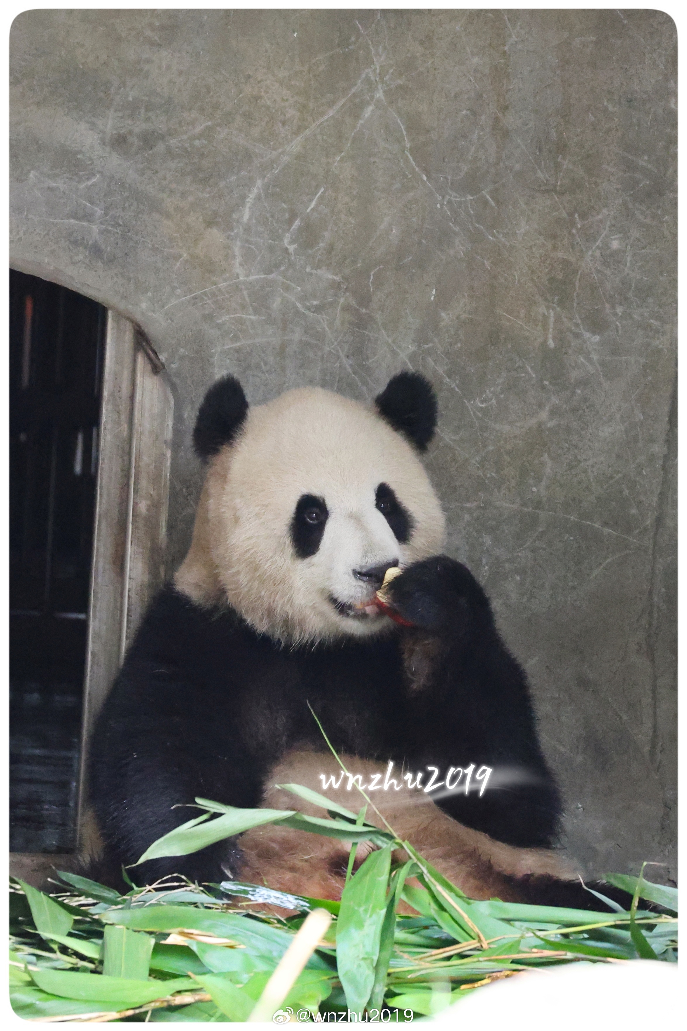 大熊猫渝可 小一号的煤球！明天就过生日了 