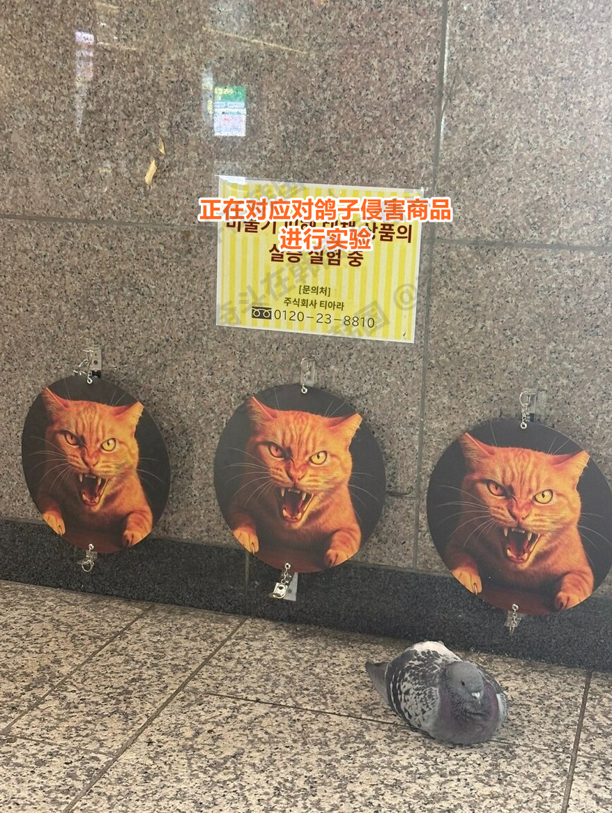驱赶鸽子产品的实验结果 热点现场 海外新鲜事 ​​​