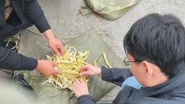 “利益熏心！”四川，记者收到线索，有村民在山上用硫磺熏竹笋，熏过的竹笋保质期能从