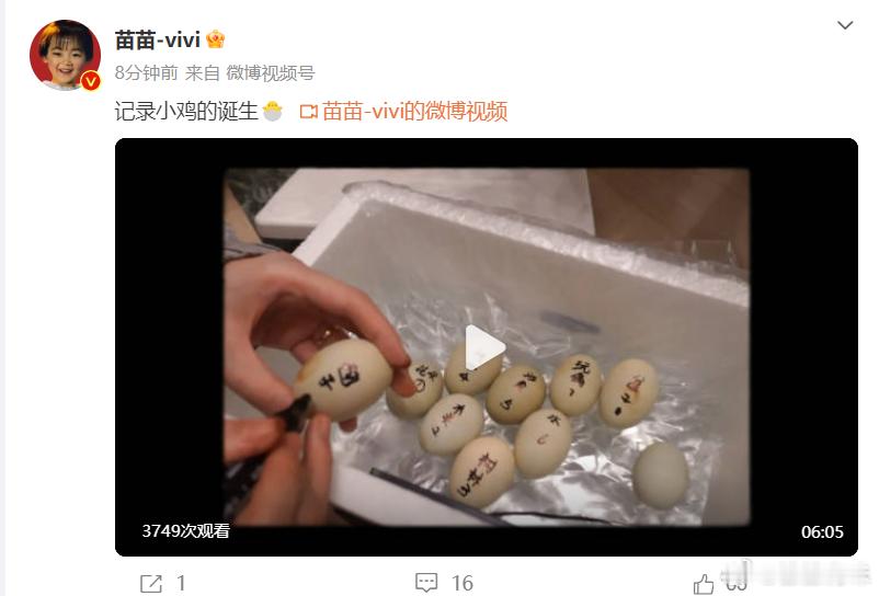 #来看娱乐[超话]##苗苗记录小鸡的诞生vlog##苗苗记录小鸡的诞生# 苗苗最