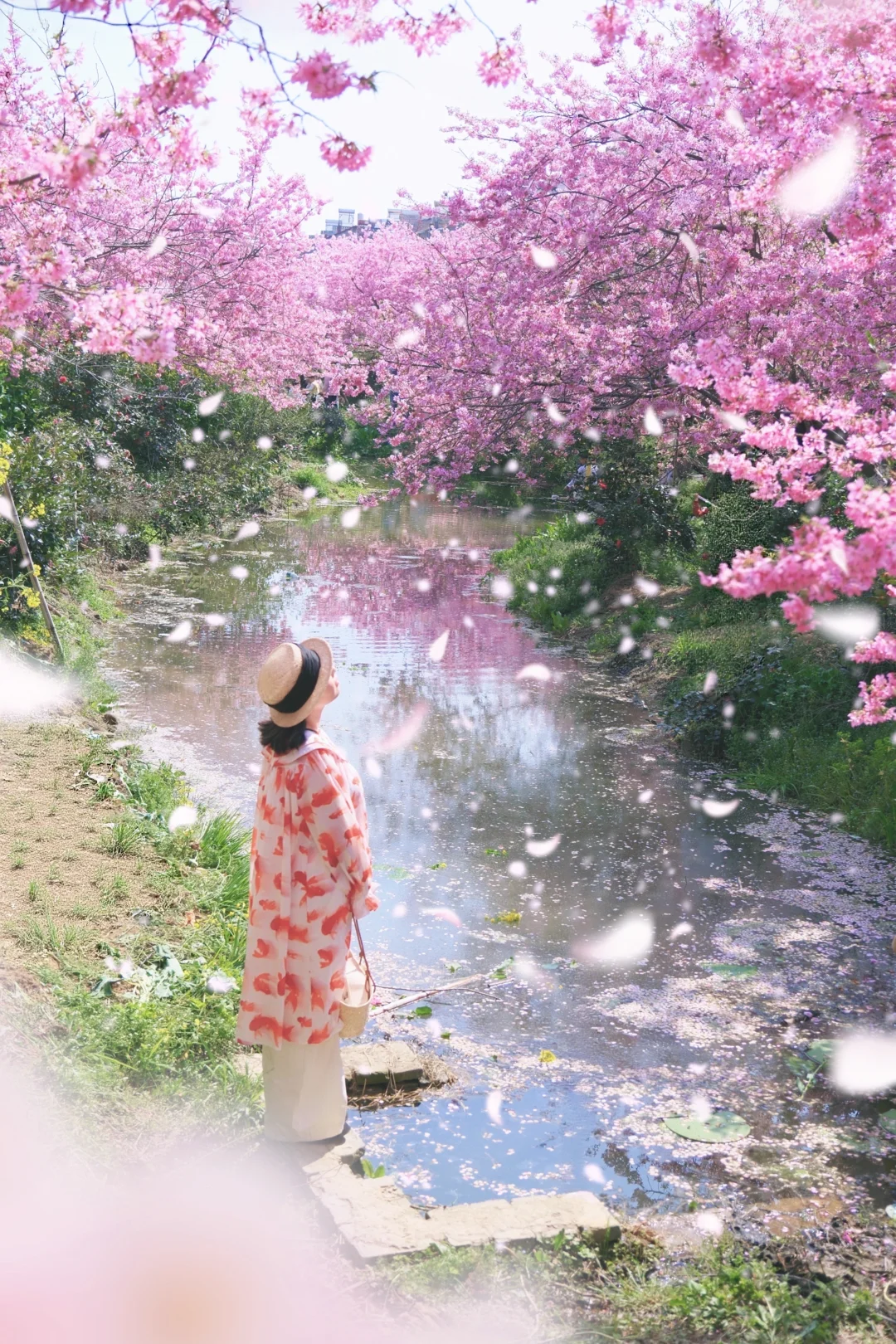 我以为武汉樱园够美了，直到我来到这里…