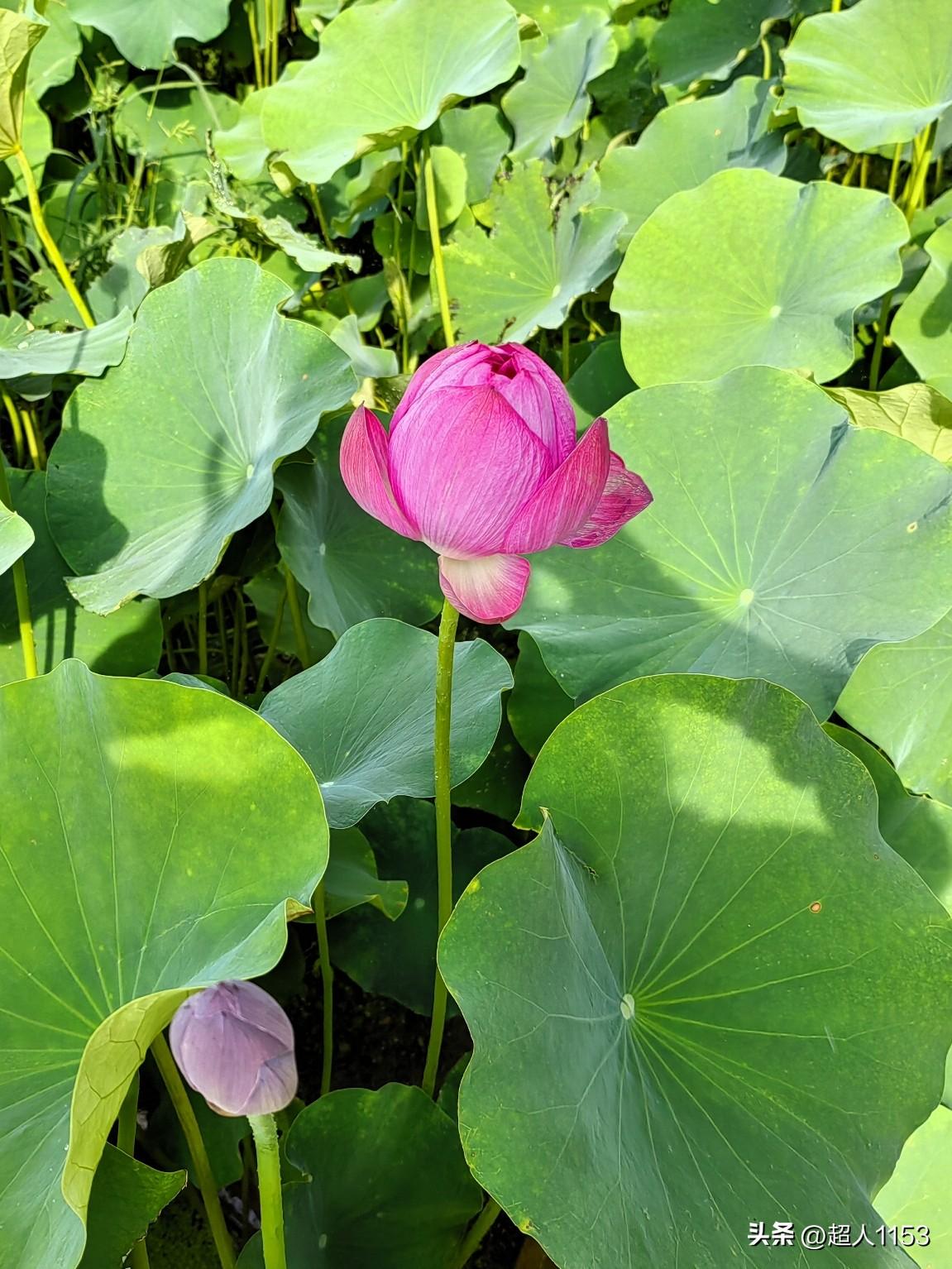 [太阳]美好的一天开始了！
我们一如既往的互报个平安。

[万柿如意]为友们送个
