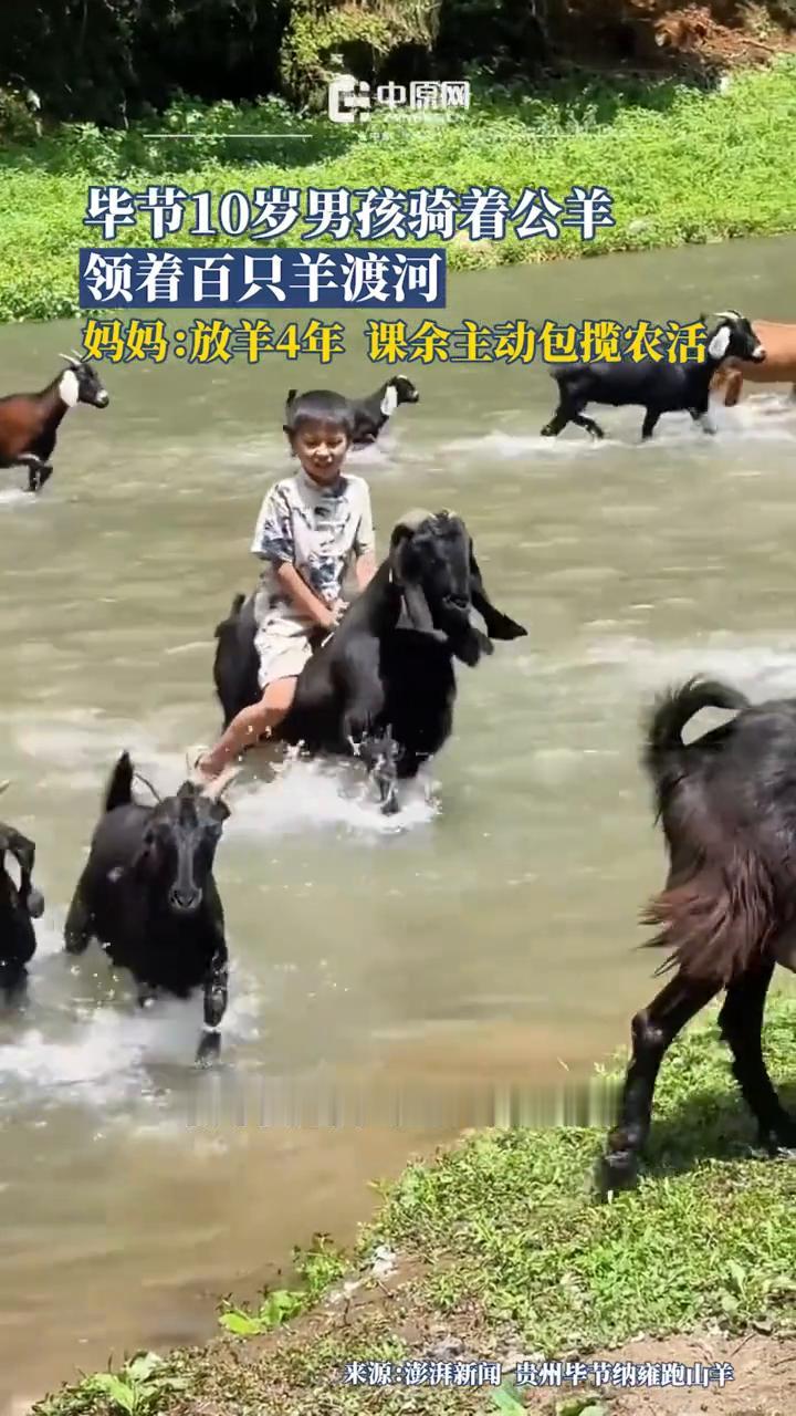 毕节10岁男孩骑着公羊领着百只羊渡河。妈妈：放羊4年，课余主动包揽农活。
中原网