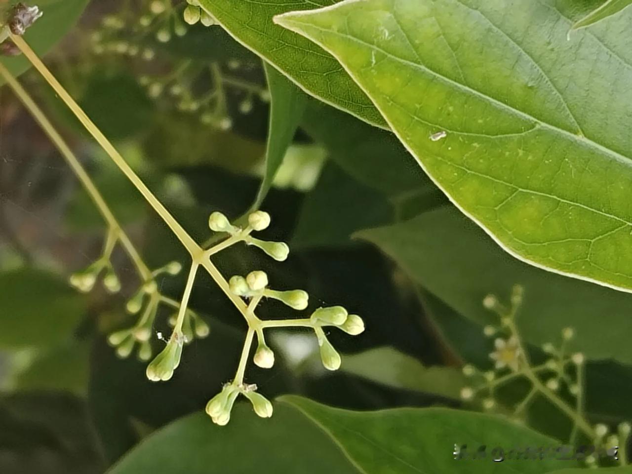 山地、园林都常见的常绿大乔木——樟（学名：Camphora officinaru
