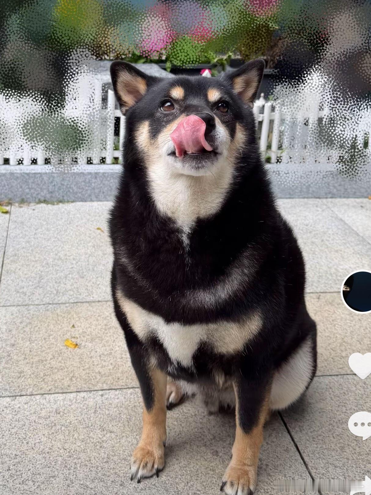 这是猪吗 