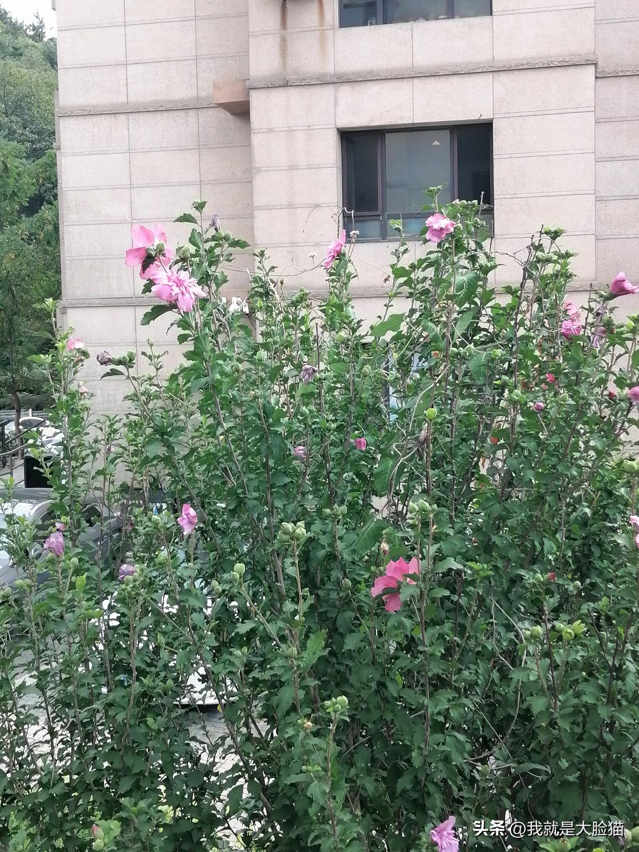 晨练回来看着小区路两旁朵朵五颜六色的小花在风中揺曳～散发着迷人的芳香，仿佛在向我