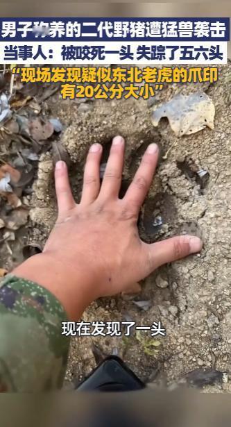 “太吓人了！”10月8日，黑龙江牡丹江，一男子家养的二代野猪被猛兽袭击，1头被咬