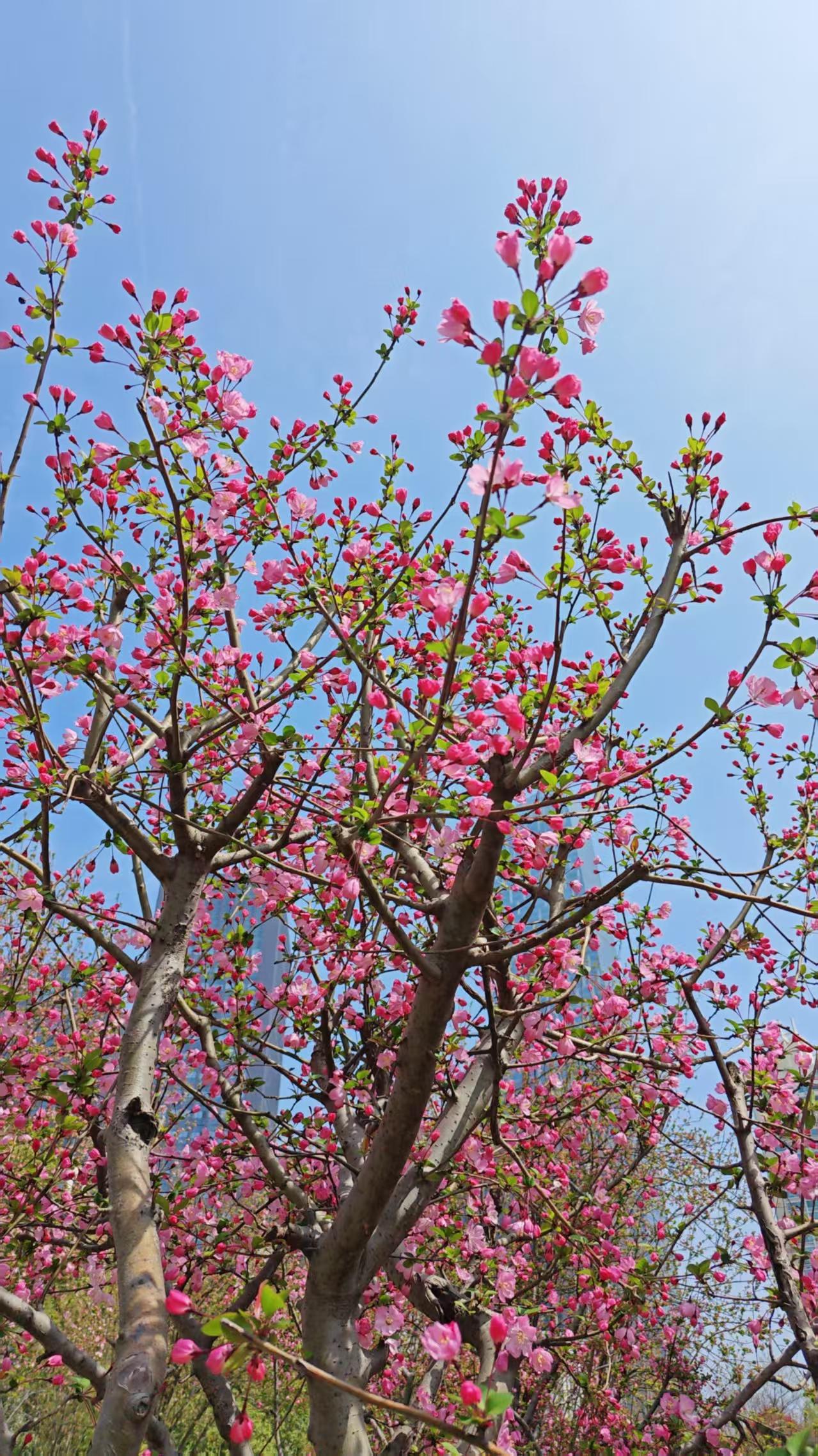 这满园芳菲离不开公园管理中心的精心养护，修剪枝条、控制形态、花期施肥，每一步都用