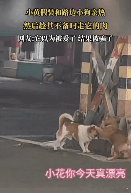 万万没想到！！贵州，一只流浪狗假装来跟女子家狗狗来亲热，结果女子家的傻狗信以为真