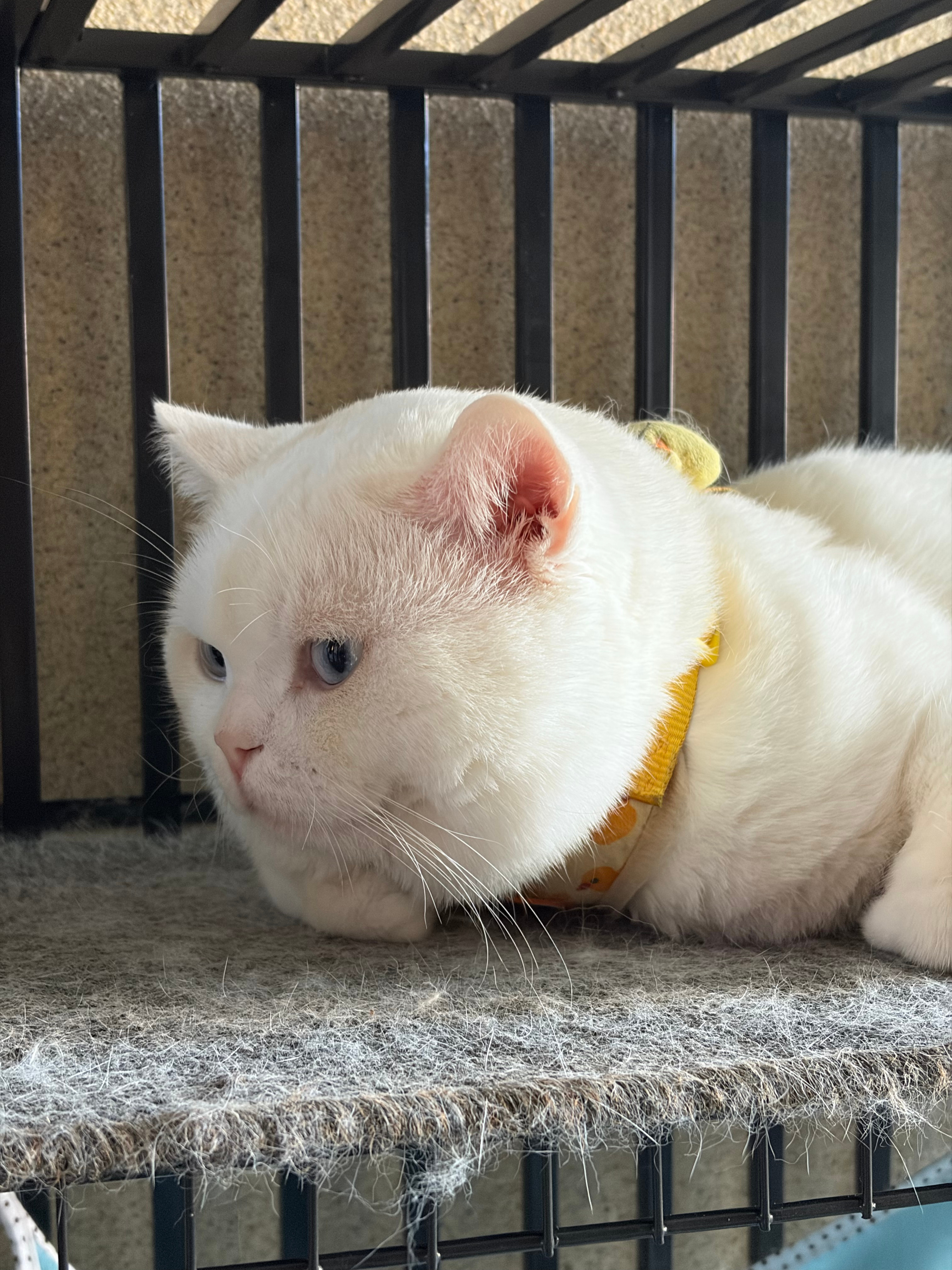 楼下的大肥猫长得跟个发面馒头一样[淡淡的] ​​​
