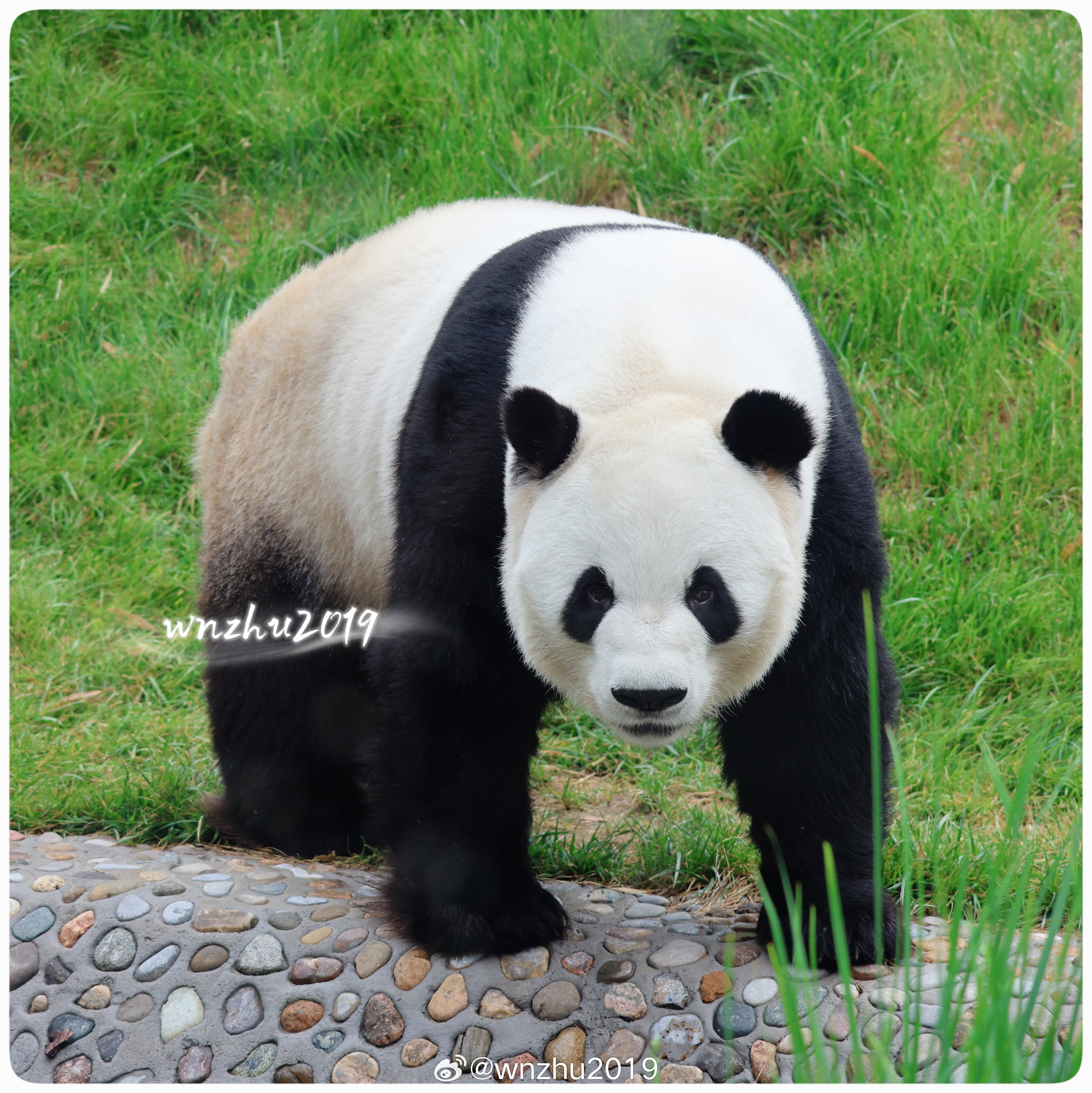 大熊猫萌兰 小么么！别家机构的石头山是这样婶的……，除了心疼我么，再也没啥可说的