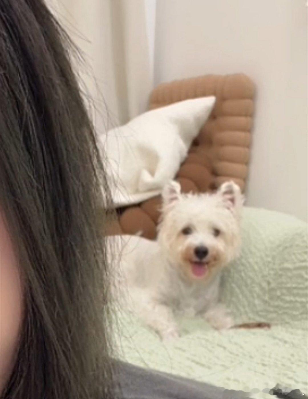 不呆小呆微笑小狗🐶 