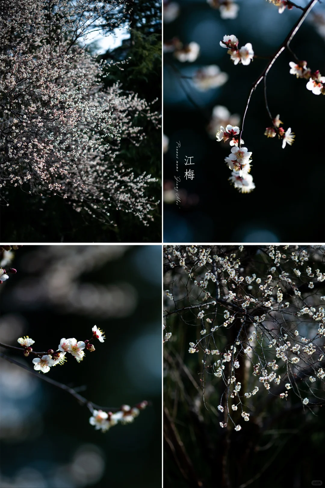 如沐春雪的“江梅”|野生梅花