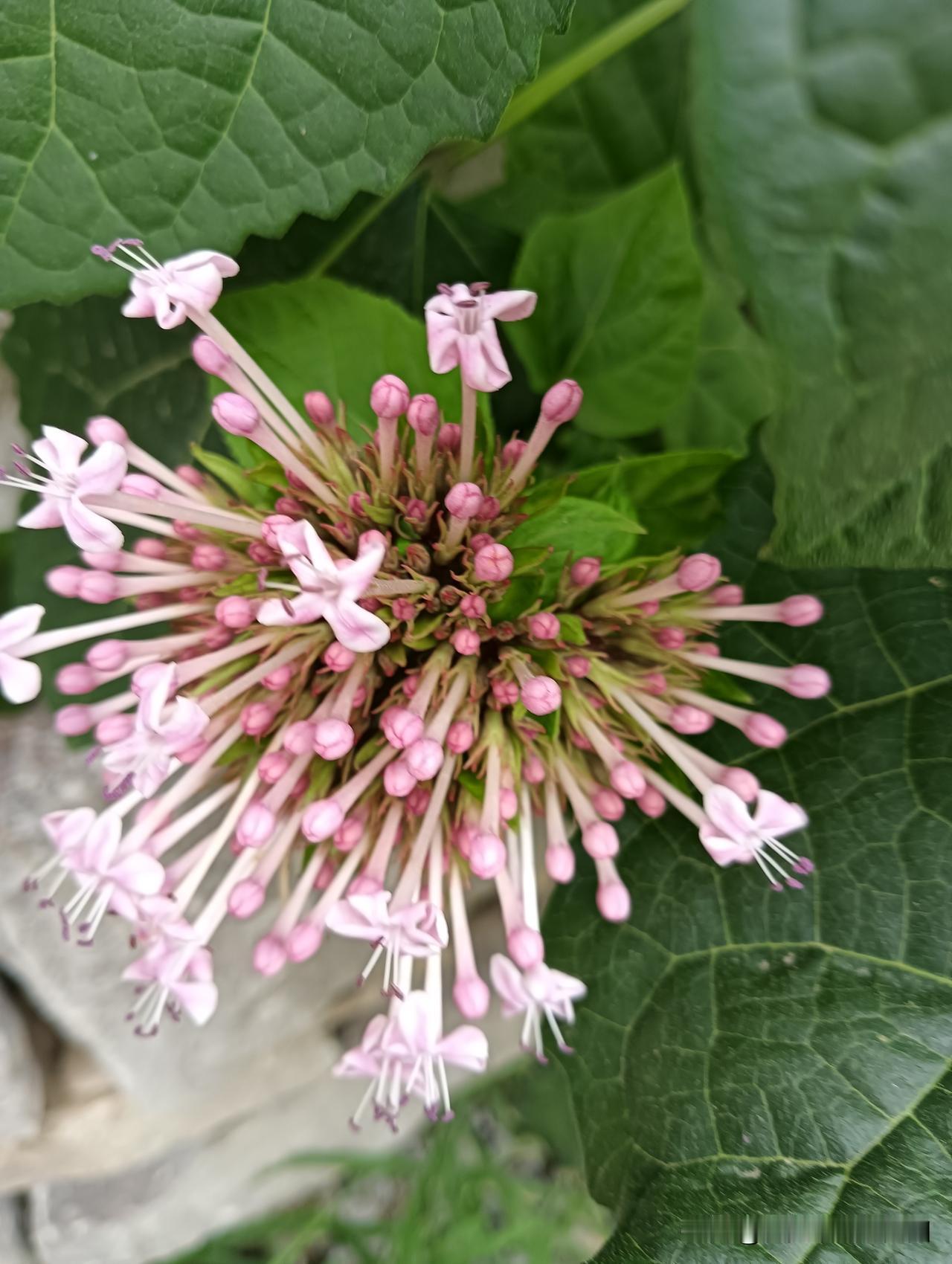 晒图笔记大赛好美的绣球花🌸