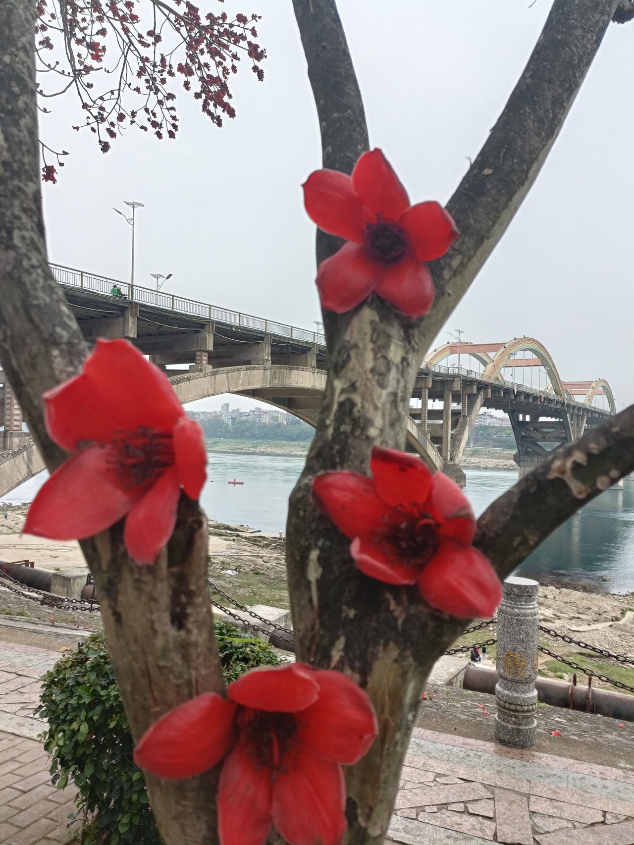 木棉花
现在看到桂平的木棉花都开了，
这树开花时最大的特点，
就是一树全是枝上花