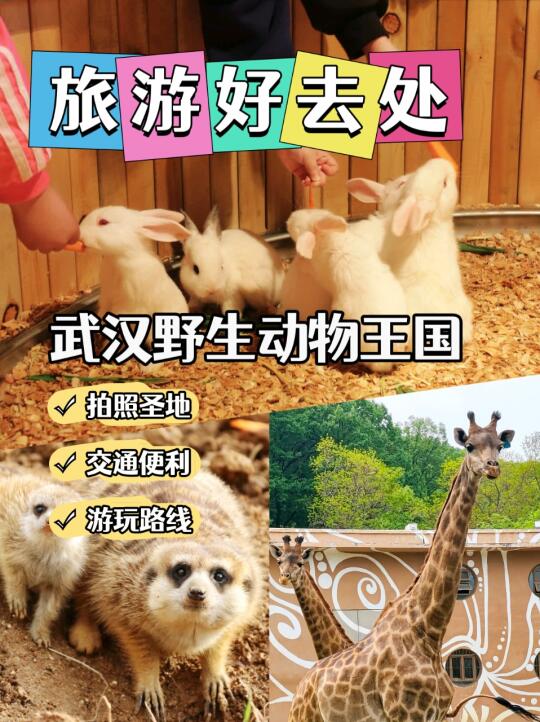🌿武汉|野生动物王国 五一游玩好去处🌿