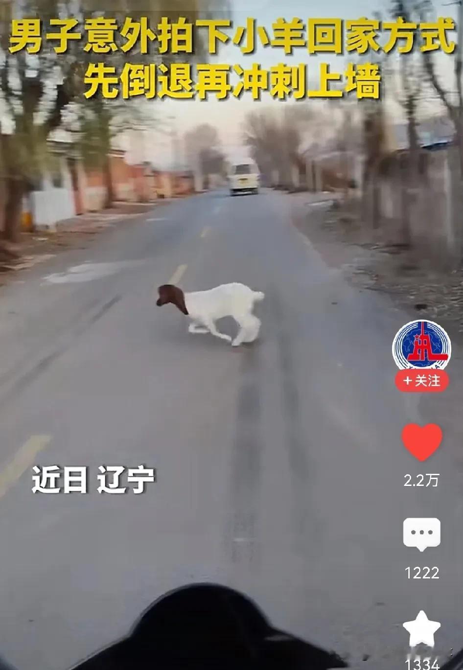 小羊回家遭遇锁门，冲刺翻墙太拉风！

辽宁网友有幸见证了一只智商和身体素质绝佳的