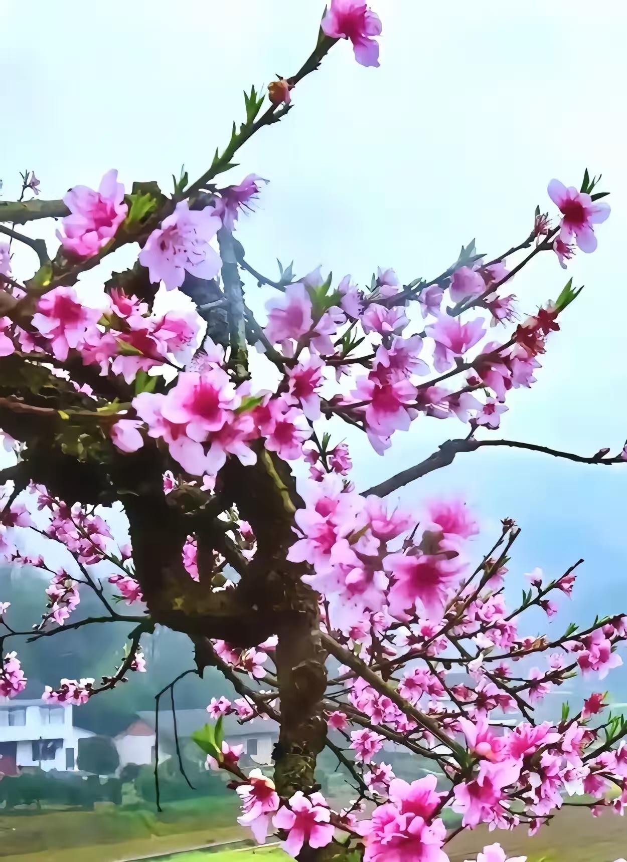 捣练子·春桃
老枝绽，映村斜，
细雨沾香入几家。
可是东风偏恋此，
催开万朵粉桃