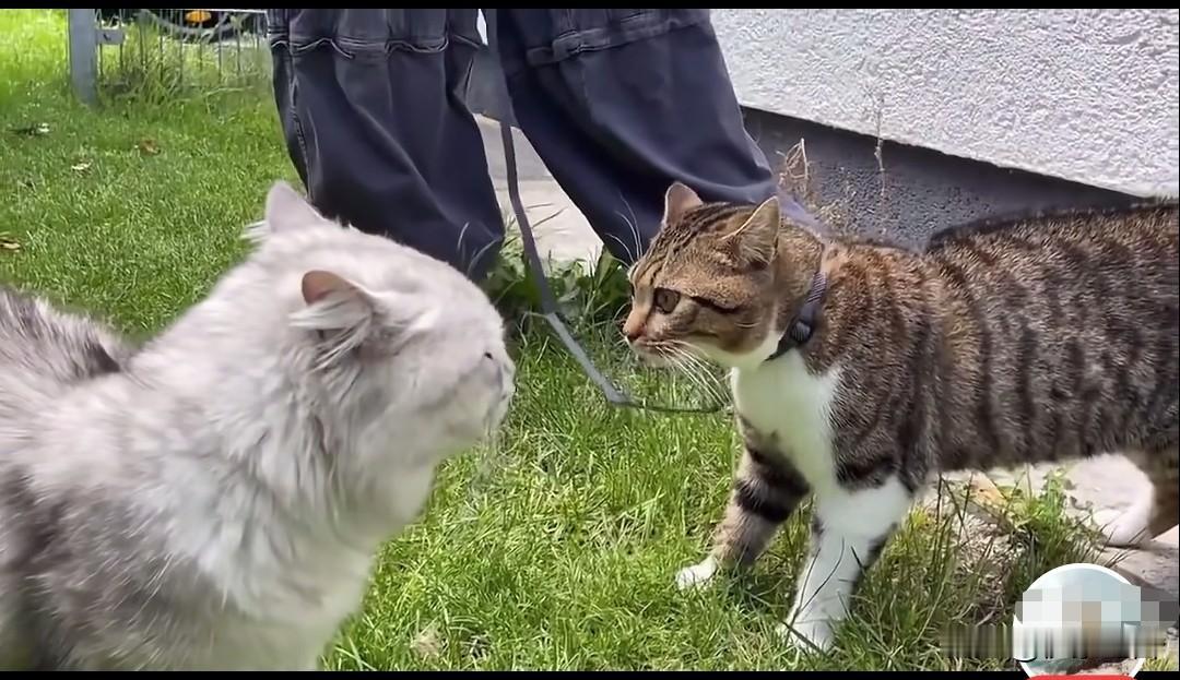 猫咪天生懂“外语”？有网友晒出短视频：国产狸花猫国外街头遇洋猫，一“眼”不合，直