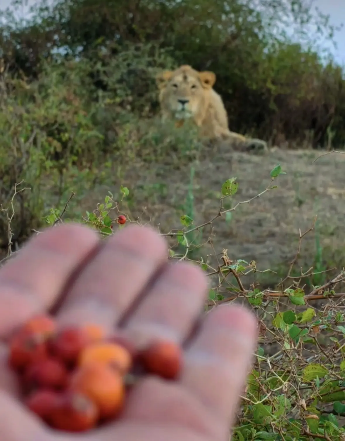 被村民偶遇的亚洲狮们。
