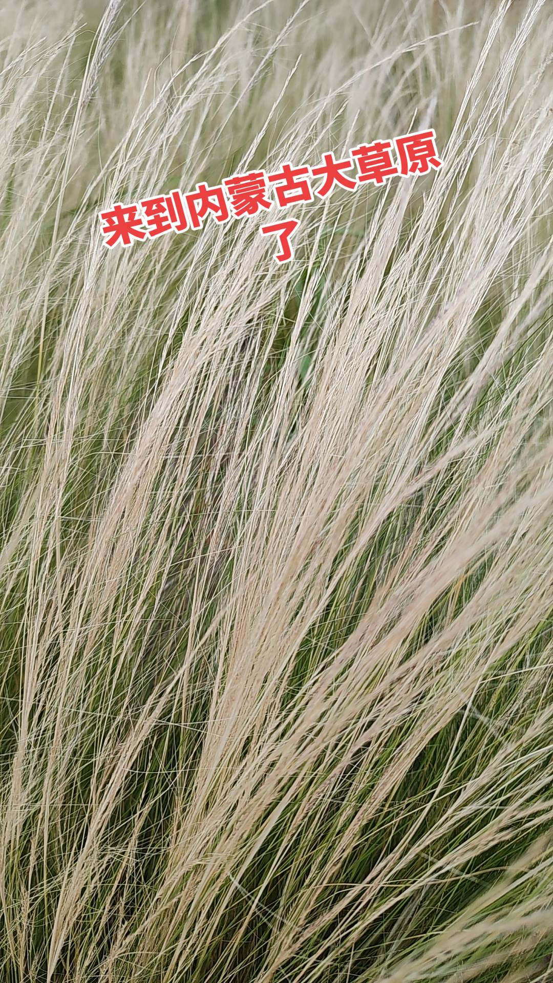 你们见过草原吗