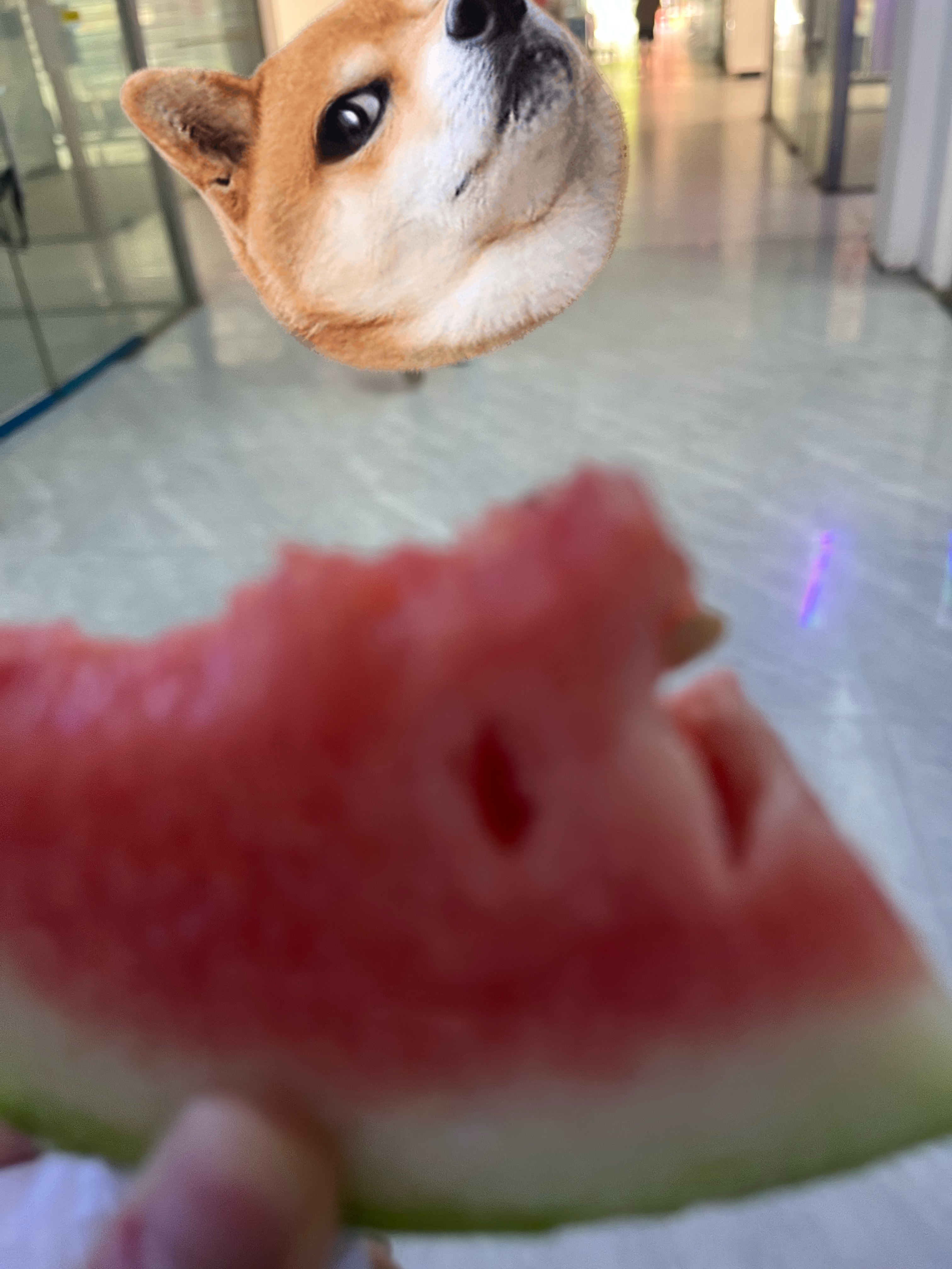 去买午饭，然后那个阿姨还给我了一块西瓜。咋这么好呀咋这么好呀！