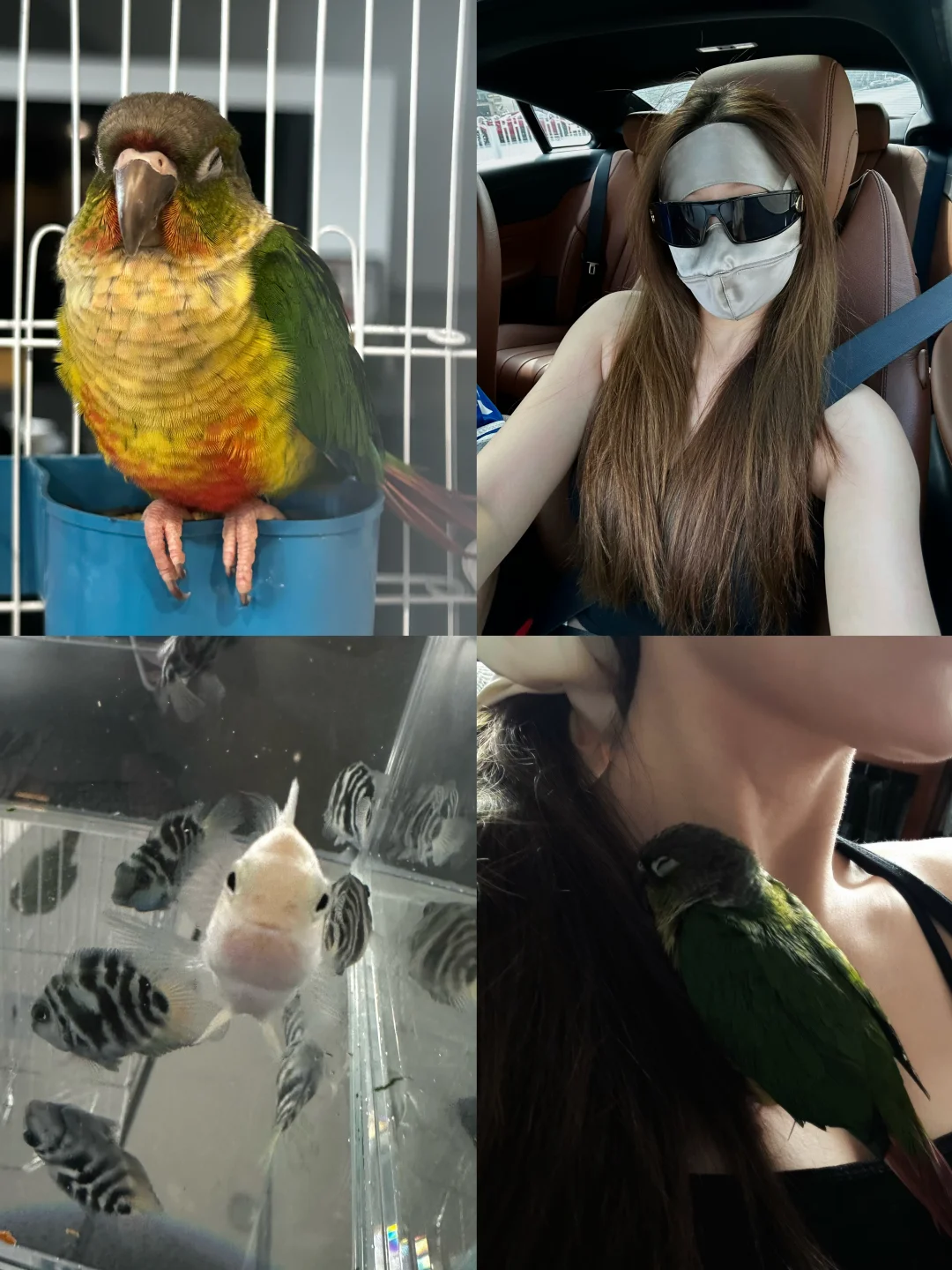 新手入坑养鸟！有什么需要注意的吗🦜