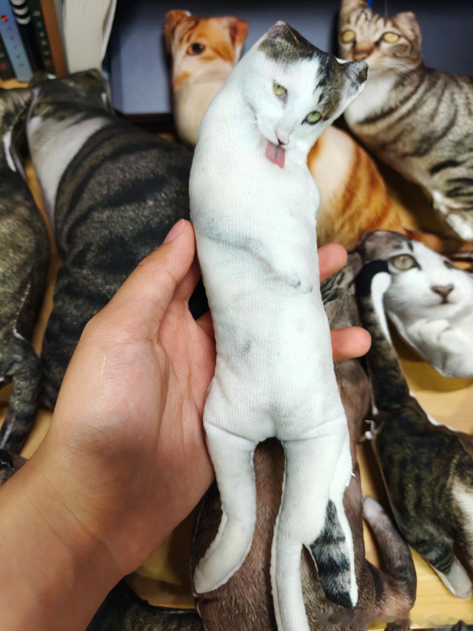 49334【丑猫】学校的锅盖因为丑到极致一跃成为顶流猫猫此猫周边在义卖上被一抢而