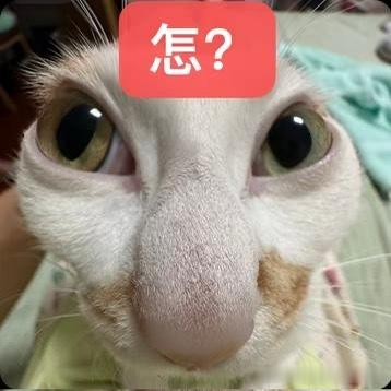 49338【丑猫】大鼻头申请成为好友 