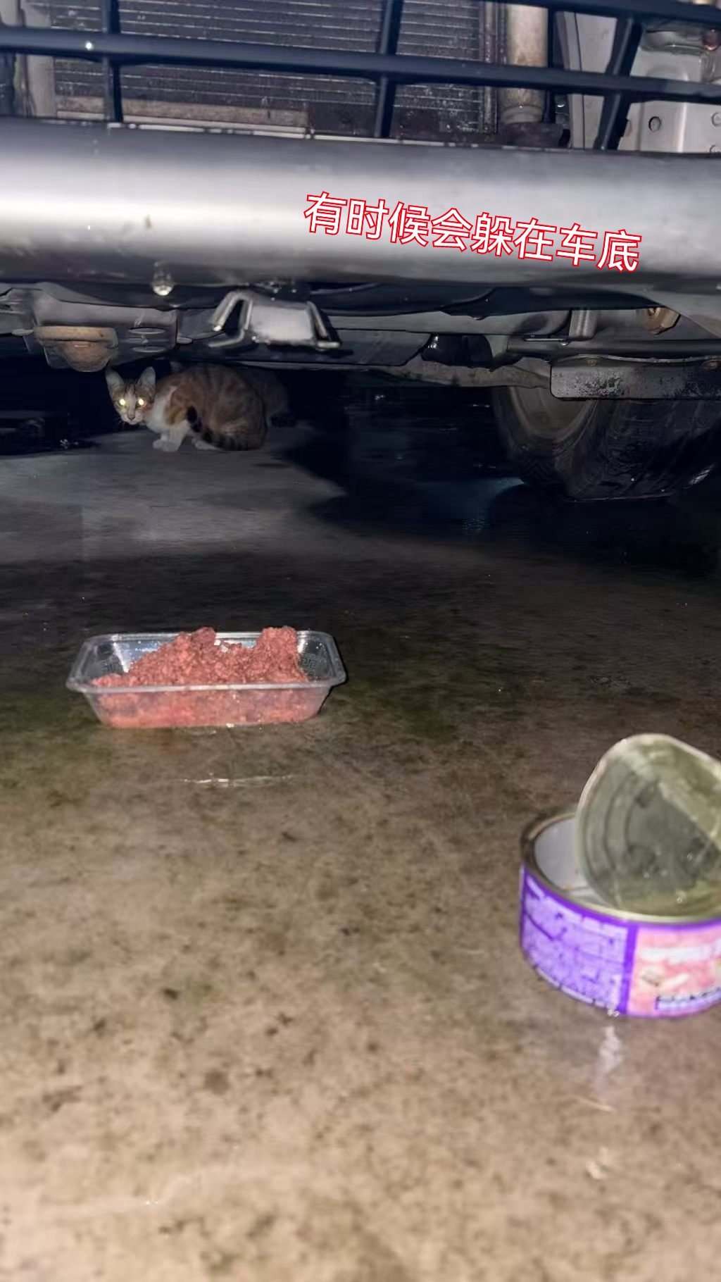 只能说兰兰无比幸运，深圳这一周每天都在下大暴雨，真的像拳头一样大的雨。所有的地方