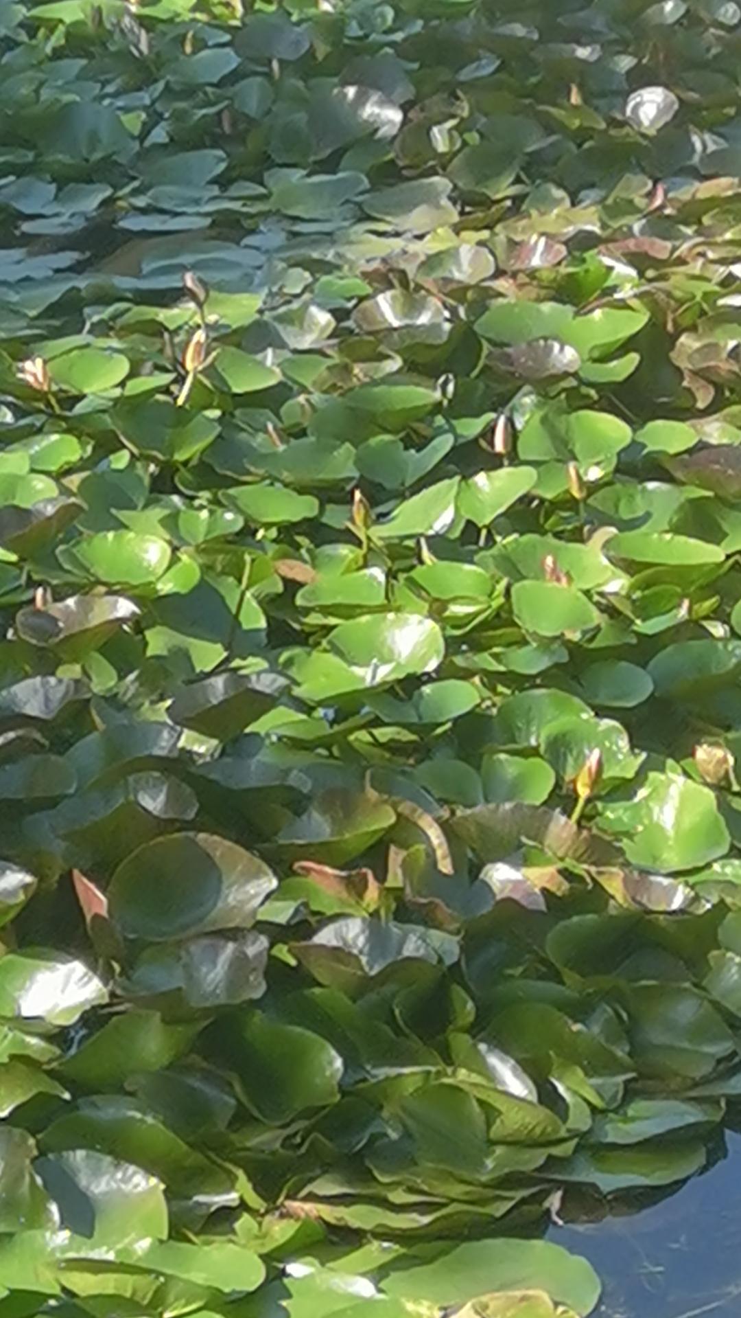 似莲非莲蕊盈尖，
初夏盛夏并蒂莲。
野河偶见公园景，
……
邀请你来结尾[握手]